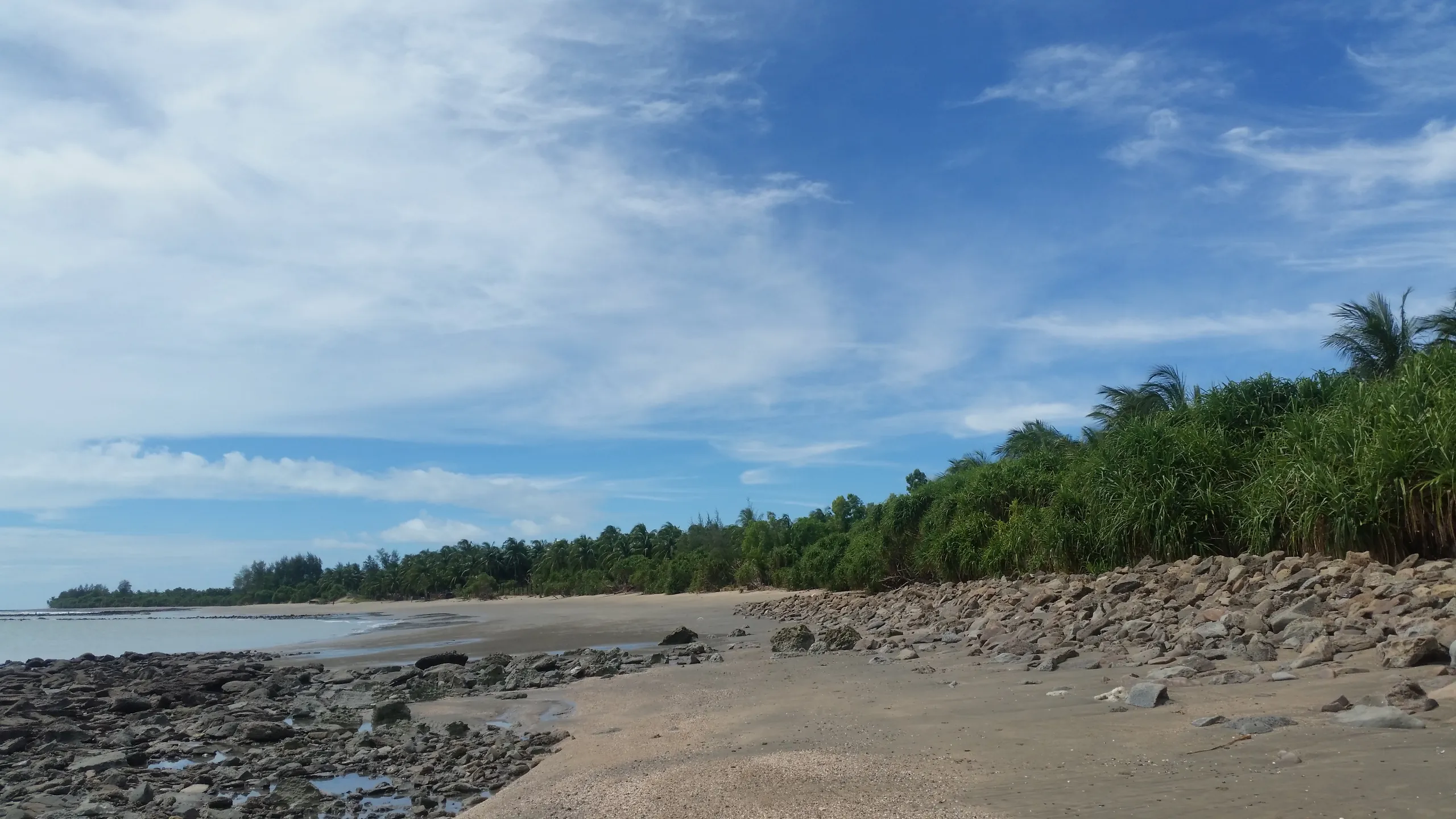 Coconut palms along the coast of Chera Dwip, Saint Martin's Island